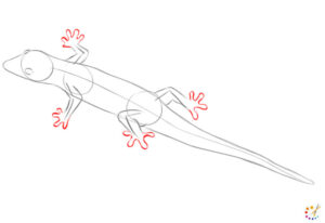 How to draw lizard