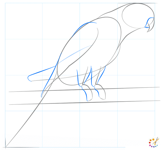 How to draw Parrot