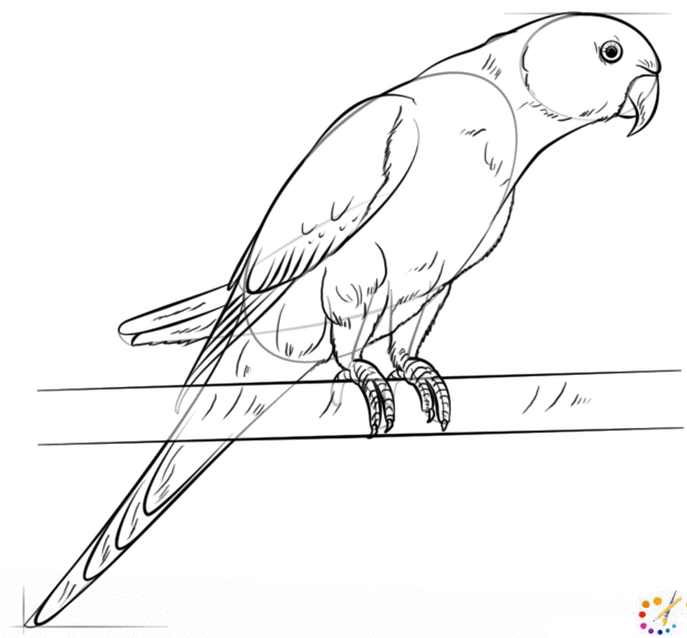 How to draw Parrot