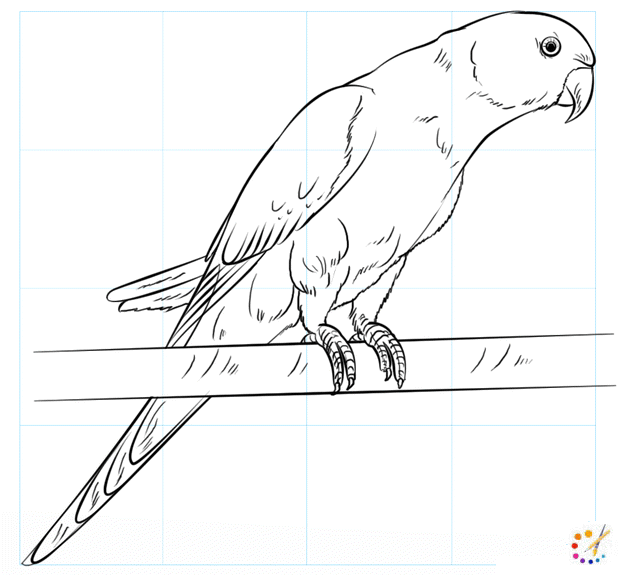 How to draw Parrot