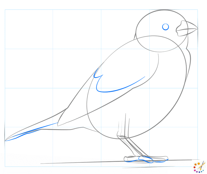 How to draw a Sparrow