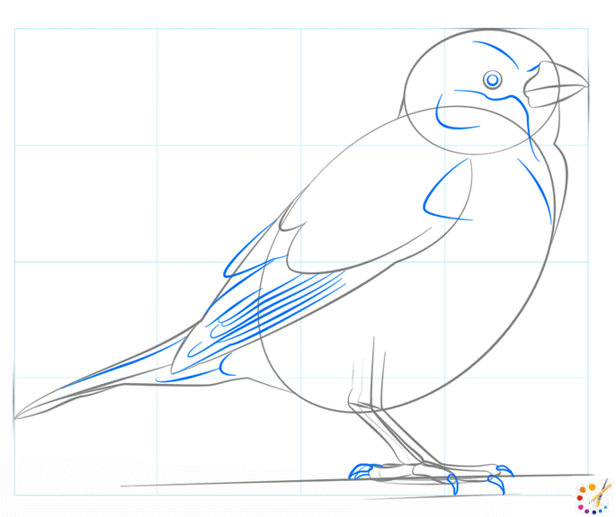 How to draw a Sparrow