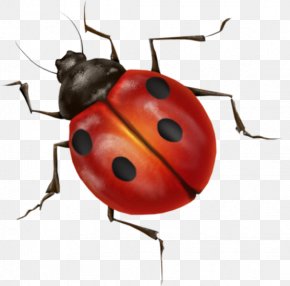 Draw Ladybug