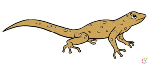 How to draw lizard