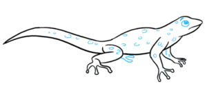 How to draw lizard