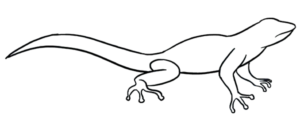 How to draw lizard