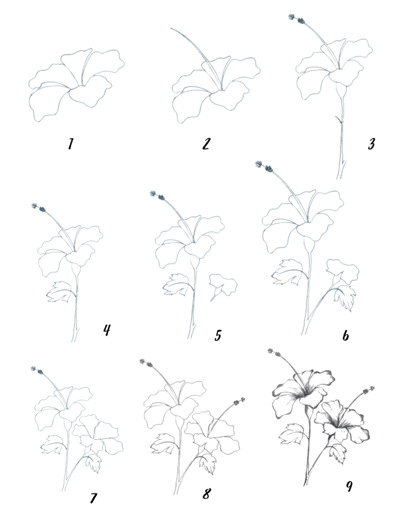 How to draw hibiscus