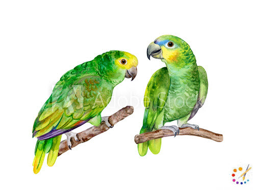 Draw parrot