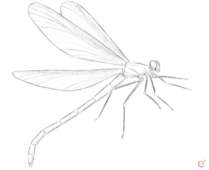 How to draw dragonfly