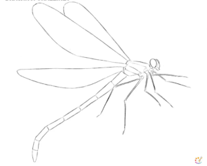 How to draw dragonfly