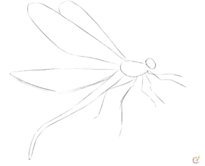 How to draw dragonfly