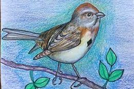 How to draw a sparrow