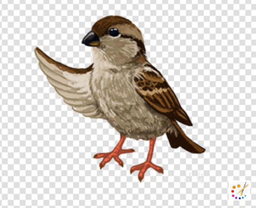 How to draw a sparrow