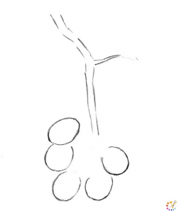 How to draw grapes 