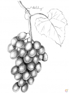 How to draw grapes 