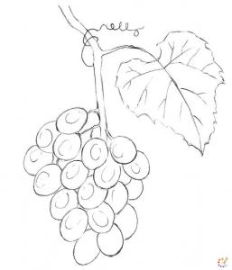 How to draw grapes 