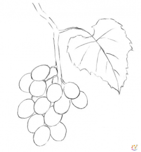 How to draw grapes 