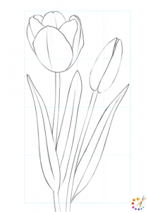 How To Draw Tulip