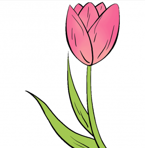 how to draw tulip