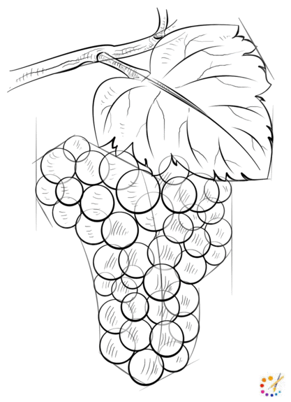 How to draw grapes 