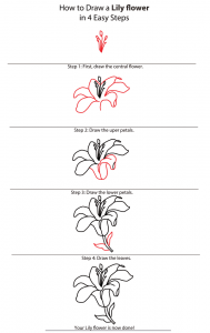 How to Draw Lily Step by Step – For Kids & Beginners